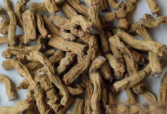 巴戟的功效與作用禁忌-易網(wǎng)健康<a href=http://www.gyfww.com/jkys/ target=_blank class=infotextkey>養(yǎng)生</a>網(wǎng) 巴戟的功效與作用禁忌