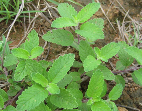 蘭香草的功效與作用及禁忌_副作用及食用方法