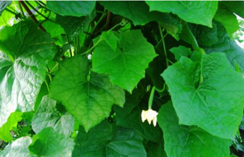 絲瓜葉的功效與作用及禁忌