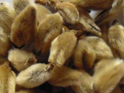 辛夷的功效與作用及禁忌