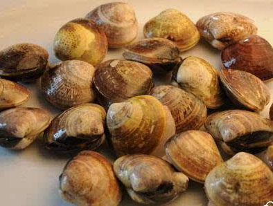 花蛤的功效與作用及禁忌