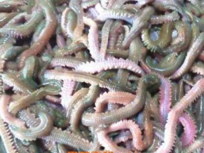 海蜈蚣的功效與作用 海蜈蚣怎么殺