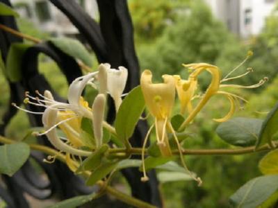 金銀花一般泡幾根好（金銀花泡水的正確方法）