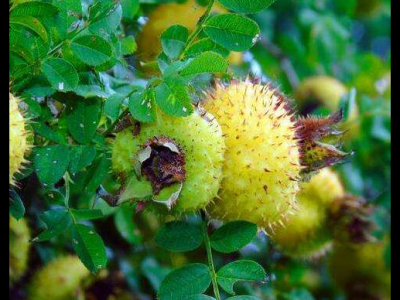 刺梨子的功效與作用_好處