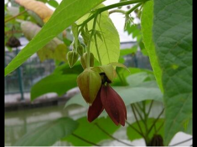 昂天蓮的功效與作用及禁忌