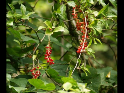 華中五味子的功效與作用及禁忌