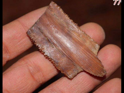 黿甲的功效與作用及禁忌