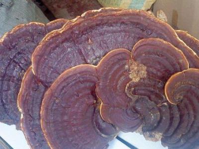 無柄靈芝和靈芝的區別 吃靈芝的好處