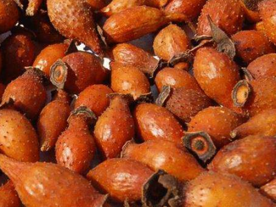 金櫻子肉的功效與作用