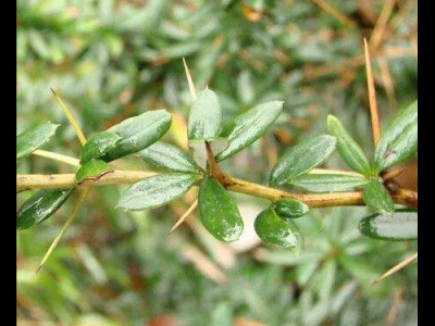 刺黃連的功效與作用及禁忌