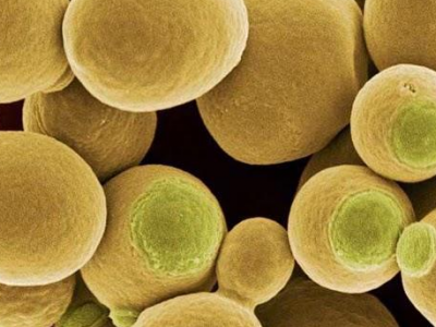 啤酒酵母的功效與作用及禁忌