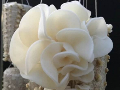 白木耳的功效與作用