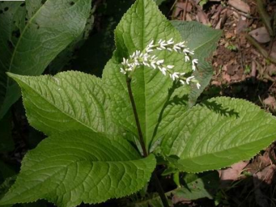 四塊瓦的功效與作用及藥用價值