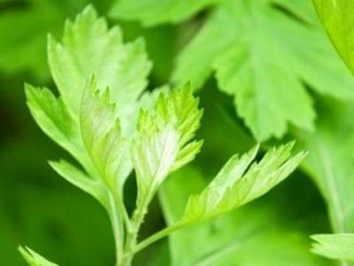 艾葉煮雞蛋能保胎嗎（艾葉煮雞蛋的功效）