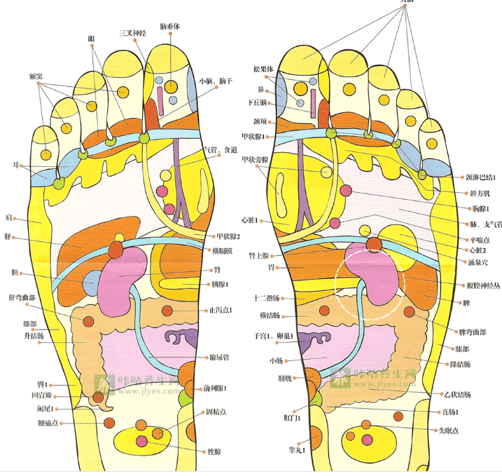足療按摩手法步驟教學(xué)