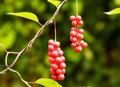 五味子怎么吃有用