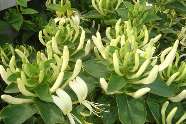 金銀花葉子的功效與作用