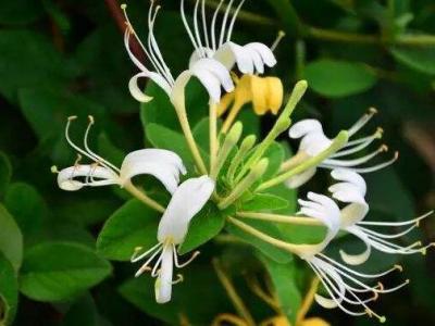 金銀花長霉時什么樣子？