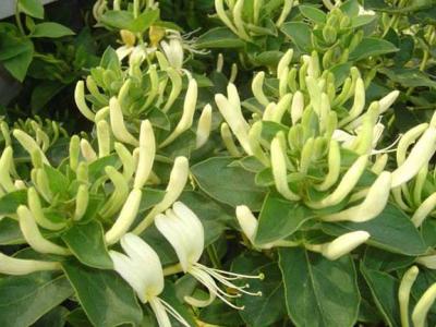 金銀花開花的好還是不開花的好