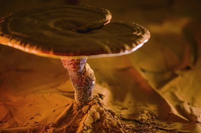 靈芝泡水喝的七大禁忌？和作用