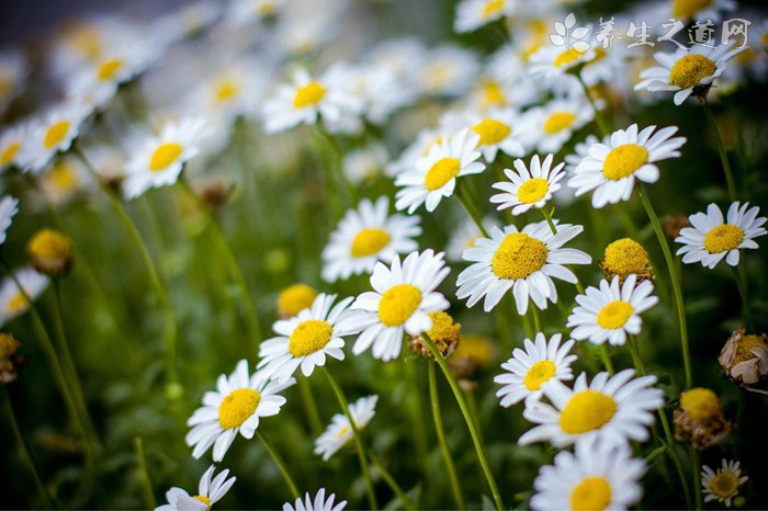 晚香玉的功效與作用