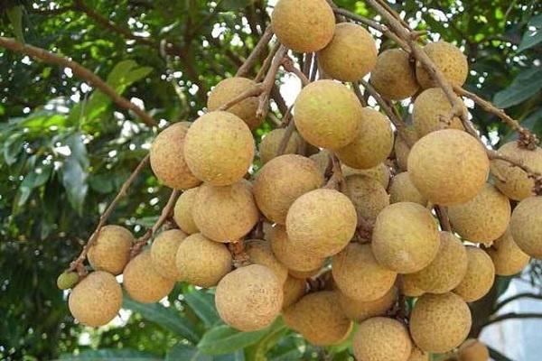 桂圓殼的功效與作用-易網健康<a href=http://www.gyfww.com/jkys/ target=_blank class=infotextkey>養生</a>網 桂圓殼的功效與作用