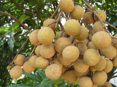 桂圓肉的功效與作用