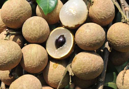 龍眼核能吃嗎 吃龍眼核的好處