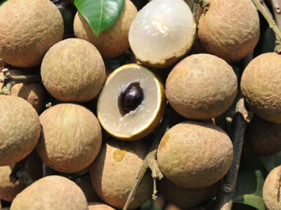 龍眼肉的功效與作用