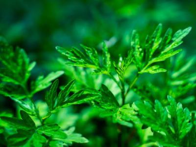 長期手腳冰涼怎么調理，4種治療手腳冰涼的土偏方