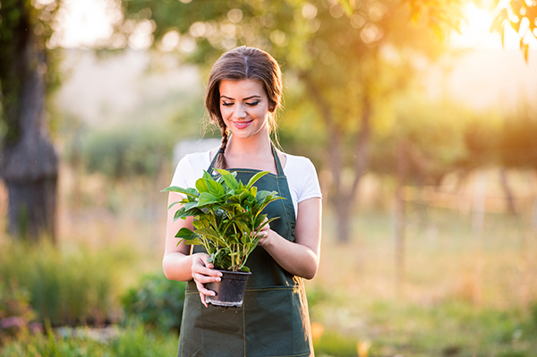 肉蓯蓉和什么泡酒最好？配伍鎖陽壯陽且延年益壽