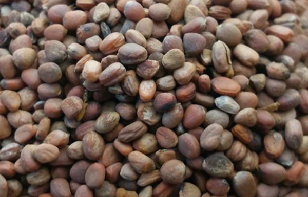 坐骨神經(jīng)痛八忌 四個(gè)技巧趕走坐骨神經(jīng)痛