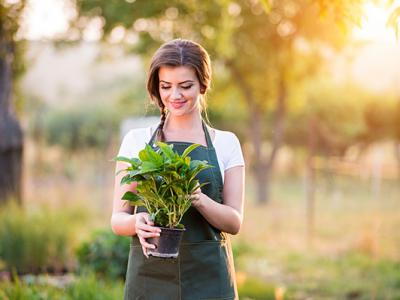 肉蓯蓉和什么泡酒最好？配伍鎖陽(yáng)壯陽(yáng)且延年益壽