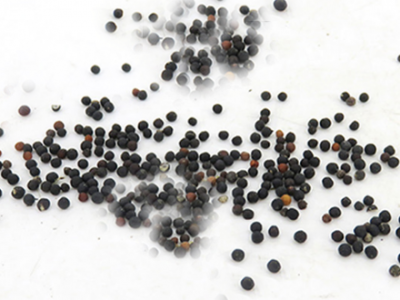 王不留行可以經常吃嗎？三個王不留行的副作用