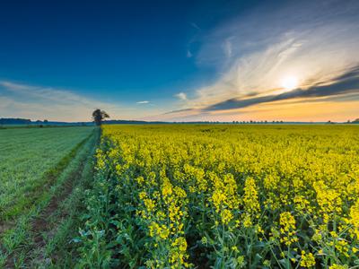 民間治近視偏方秘方？6種根治近視神奇民間秘方