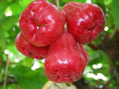 蓮霧學名：蓮霧，英文：Wax apple