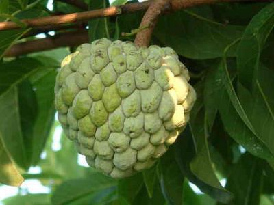 番荔枝學(xué)名：番荔枝，英文：Annona squamosa