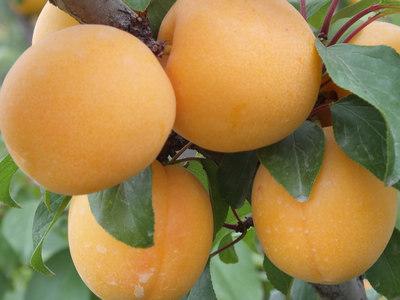 杏學(xué)名：杏，英文：Apricot
