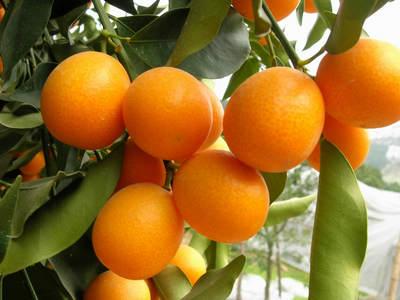 金桔學(xué)名：金桔，英文：Kumquat