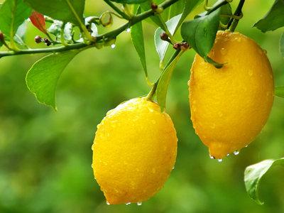 檸檬學名：檸檬，英文：lemon