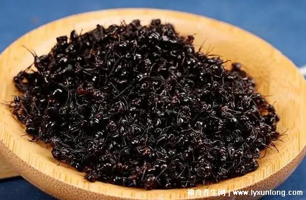 黑螞蟻治療類風濕配方，螞蟻消痹湯(類風濕性關(guān)節(jié)炎的克星)