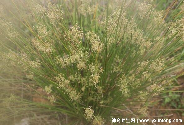 燈心草的毒性很大圖片，有較強腎毒性誤食會中毒(燈芯草)