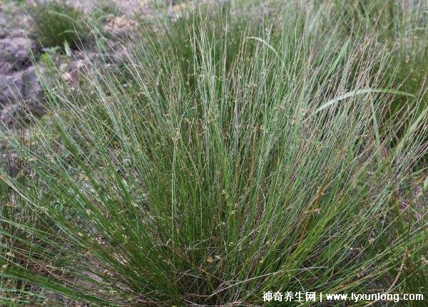 燈心草的毒性很大圖片，有較強腎毒性誤食會中毒(燈芯草)