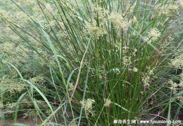 燈心草的毒性很大圖片，有較強腎毒性誤食會中毒(燈芯草)