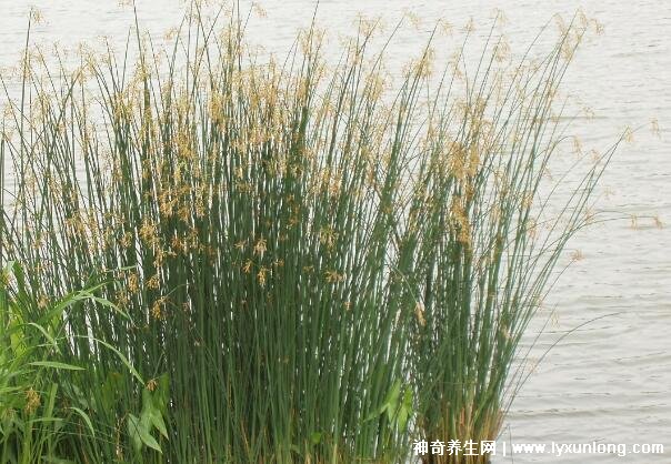 燈心草的毒性很大圖片，有較強腎毒性誤食會中毒(燈芯草)