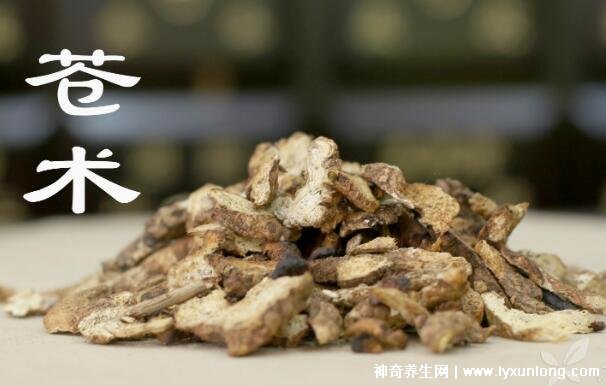 黃柏和蒼術泡水喝的功效與禁忌，7種人不宜吃黃柏和蒼術