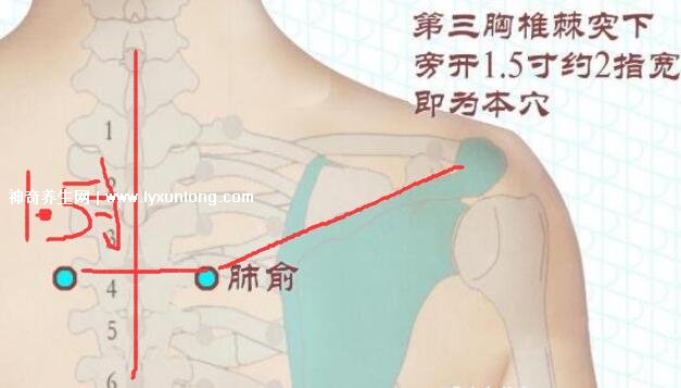 穴位肺俞的準確位置圖片和功效,2個找肺俞最笨方法(止咳化痰)-易網(wǎng)健康<a href=http://www.gyfww.com/jkys/ target=_blank class=infotextkey>養(yǎng)生</a>網(wǎng) 穴位肺俞的準確位置圖片和功效,2個找肺俞最笨方法(止咳化痰)
