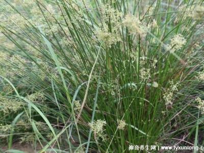 燈心草的毒性很大圖片，有較強(qiáng)腎毒性誤食會(huì)中毒(燈芯草)