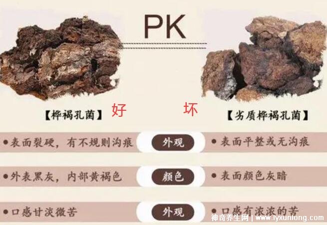 華樹茸泡水喝的七大禁忌，樺樹茸的功效與作用