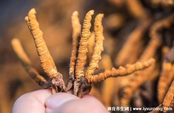 野生蟲草多少錢一斤，幾萬至十萬元以上(與產(chǎn)地/采集時(shí)間有關(guān))